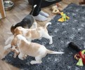 IMG 3861