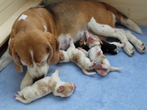 Bella Bella von Ottenbeck mit ihnen Welpen 