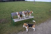 Hundewiese