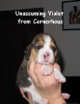 Unassuming Violet from Cornerhouse