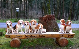 n, Pan, Quant und Tialys mit den Talheimer Beagle Cliff und Djego