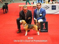 Ob-la-Di`s Dust of Pantalaimon BOB