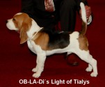 Ob-La-Di´s Light of Tialys