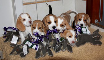 X-Wurf Beagles from Cornerhous