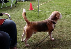 Int.Ch. Sir Simon of Dynamite s Gentry 12 Jahre