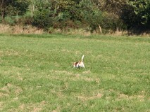 Schussfestigkeit im Feld oder Wald