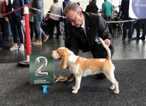 Nounourse de la meute d astérion