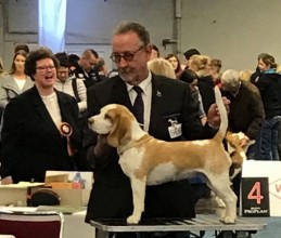 Nounourse de la meute d astérion 