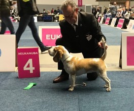 Nounourse de la meute d astérion 