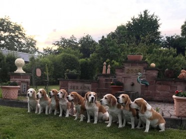 Plum Meute zu Besuch im SERADA Garden