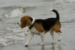 Bea von Burg Kirkel am Meer