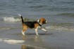 Bea von Burg Kirkel am Meer