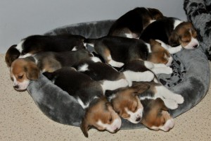  X- Wurf JOE COOL`S BEAGLES