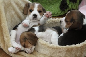  X- Wurf JOE COOL`S BEAGLES