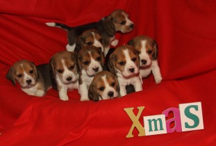 X- Wurf JOE COOL`S BEAGLES