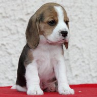 Hündin Nr. 1 X-Wurf JOE COOL`S BEAGLES