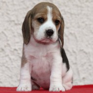 Hündin  Nr. 2 X-Wurf JOE COOL`S BEAGLES