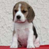 Hündin  Nr. 3 X-Wurf JOE COOL`S BEAGLES