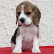 Hündin  Nr. 4 X-Wurf JOE COOL`S BEAGLES