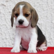 Hündin  Nr. 5 X-Wurf JOE COOL`S BEAGLES