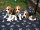 D-Wurf Beagles from SERADA Garden