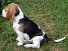 D-Wurf Beagles from SERADA Garden