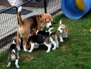 D-Wurf Beagles from SERADA Garden