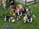 D-Wurf Beagles from SERADA Garden