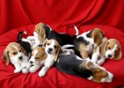 D-Wurf Beagles from SERADA Garden