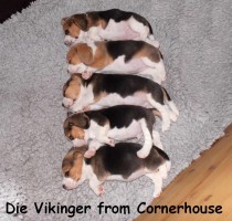 Die Vikinger from Cornerhouse
