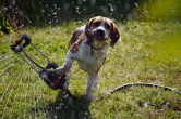 Sommerliche Wasserspiele im Garten