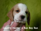 Country Hunter`s Run Boy Run
