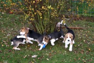 C-Wurf Beagle from SERADA Garden