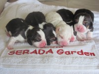 C-Wurf Beagles from  SERADA Graden 1. Tag