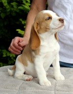 Ella von Ottenbeck 