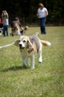 Alaska mit 151/2 Jahren beim Beagle-Rennen