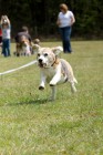 Alaska mit 151/2 Jahren beim Beagle-Rennen