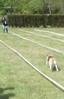 Alaska mit 151/2 Jahren beim Beagle-Rennen